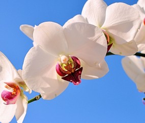 攀枝花正规助孕捐卵机构，附正规捐卵机构报名表！